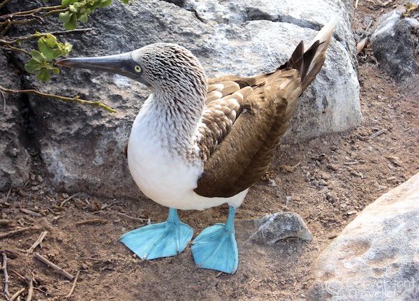 galapagos-sula-piedi-azzurri.jpg